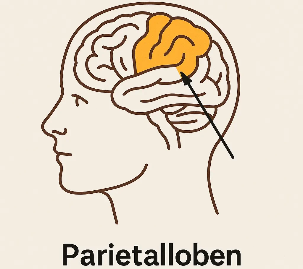 Parietalloben och matematisk förmåga
