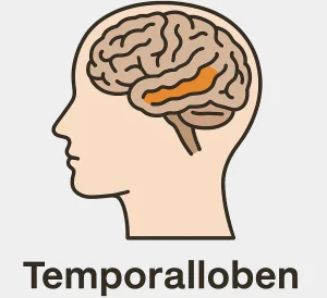 Temporalloben styr mer än du tror