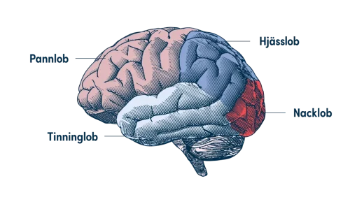 hjärnans delar